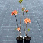 Azalka veľkokvetá (Azalea Mollis) ´GENA MAE´ - výška 50-70 cm, kont. C1L
